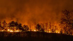 Wildfires ravaging a forest