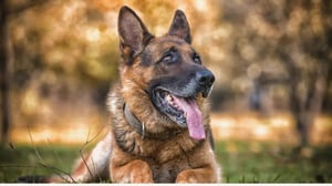 dog bites